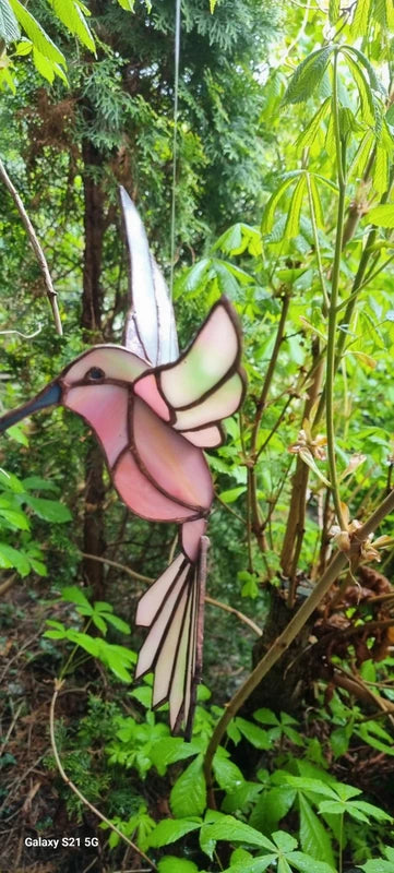 Raamhanger Kolibri vogel