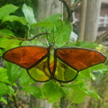 Kleine vlinder